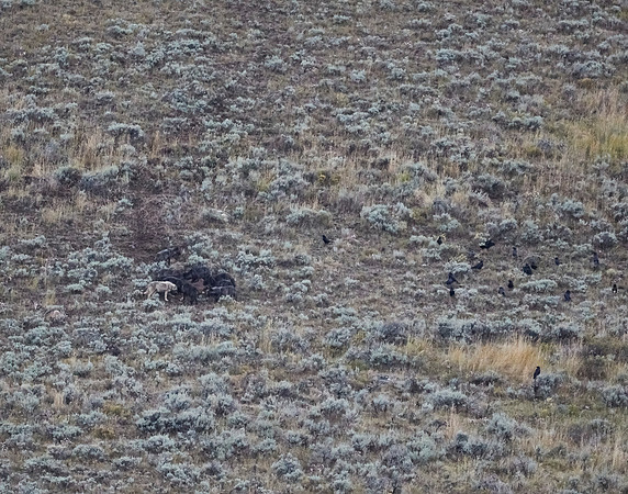 Junction Butte wolf pack 12