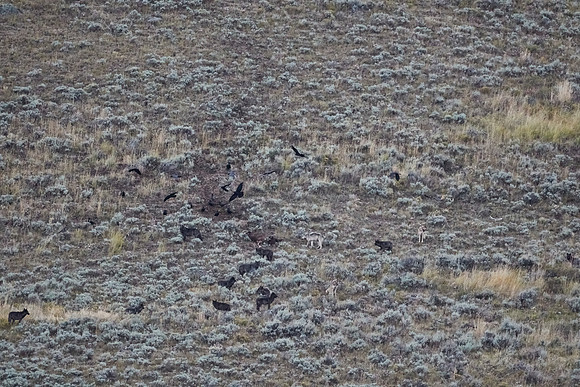 Junction Butte wolf pack 17