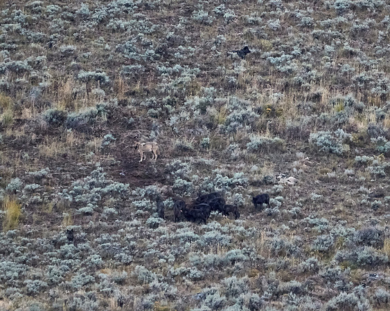 Junction Butte wolf pack 1