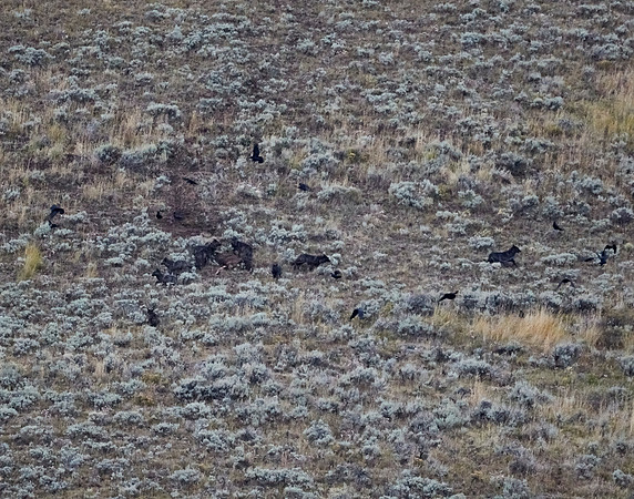 Junction Butte wolf pack 16