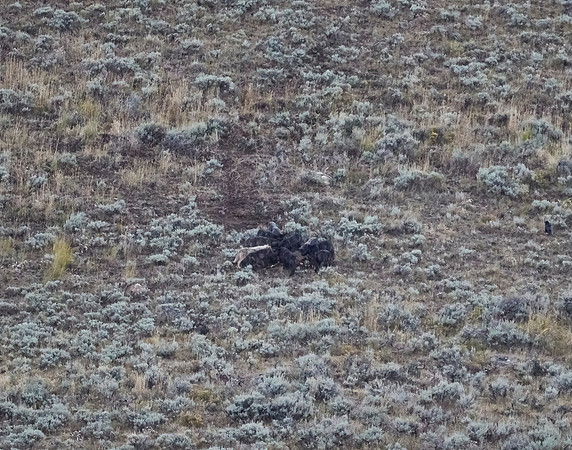 Junction Butte wolf pack 10