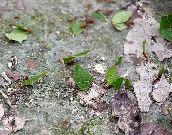 Leafcutter Ants